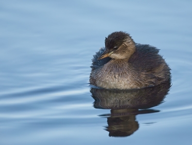 Highly Commended: Little Grebe by John Hughes 