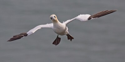 Gannet by John Hughes