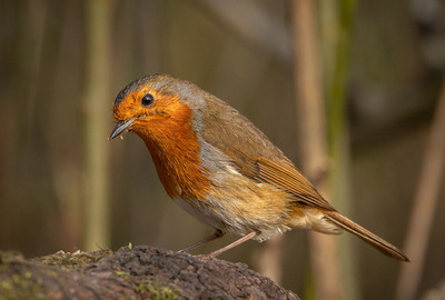2nd Woodland Robin. by Janet Taylor