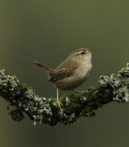 Wren