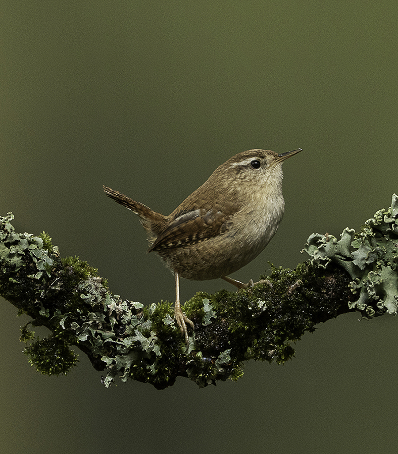 Wren