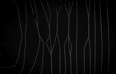Autumn Dew on Spider's Web