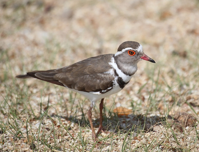 3 Banded Plover - Peter Bagnall