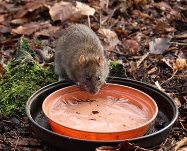 A Thirsty Rat-Nature - Jay Patilaries