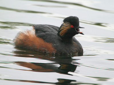 Black necked Grebe-calling - Peter Bagnall