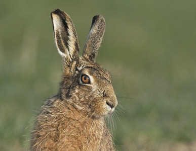 Brown Hare - John Hughes - 2nd place Nature image