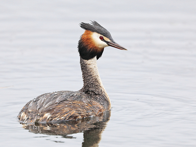 Great Crested Grebe - Peter Bagnall