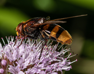 Hoverfly - Matt James