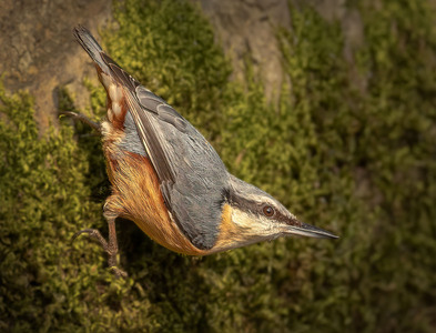 Nuthatch Leighton Moss - John Hughes - highly commended