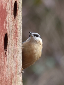 Nuthatch - Jay Patilaries