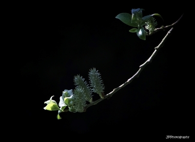 Seeking for the Sun - Jay Patilaries