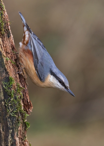 nuthatch - Peter Bagnall - commended