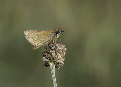 Brown Fritillary
