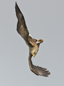 Sea eagle