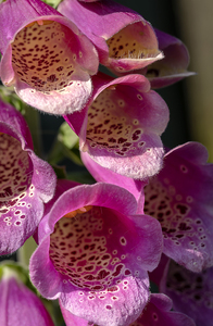 Foxglove