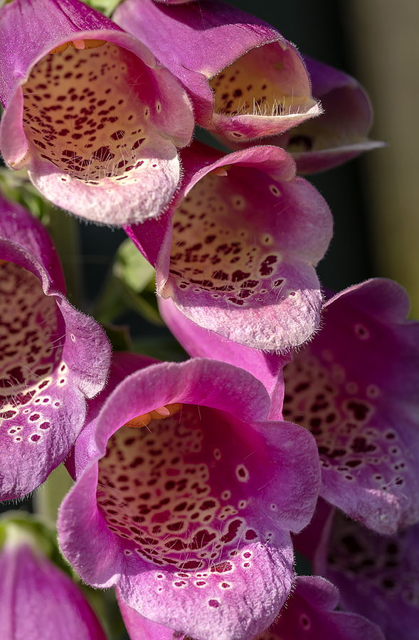 Foxglove