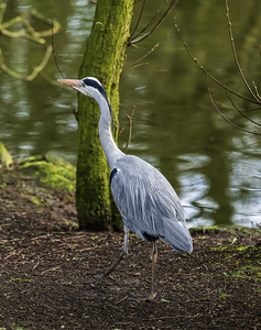 Heron