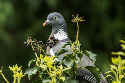 Wood Pigeon