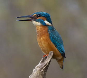 Kingfisher