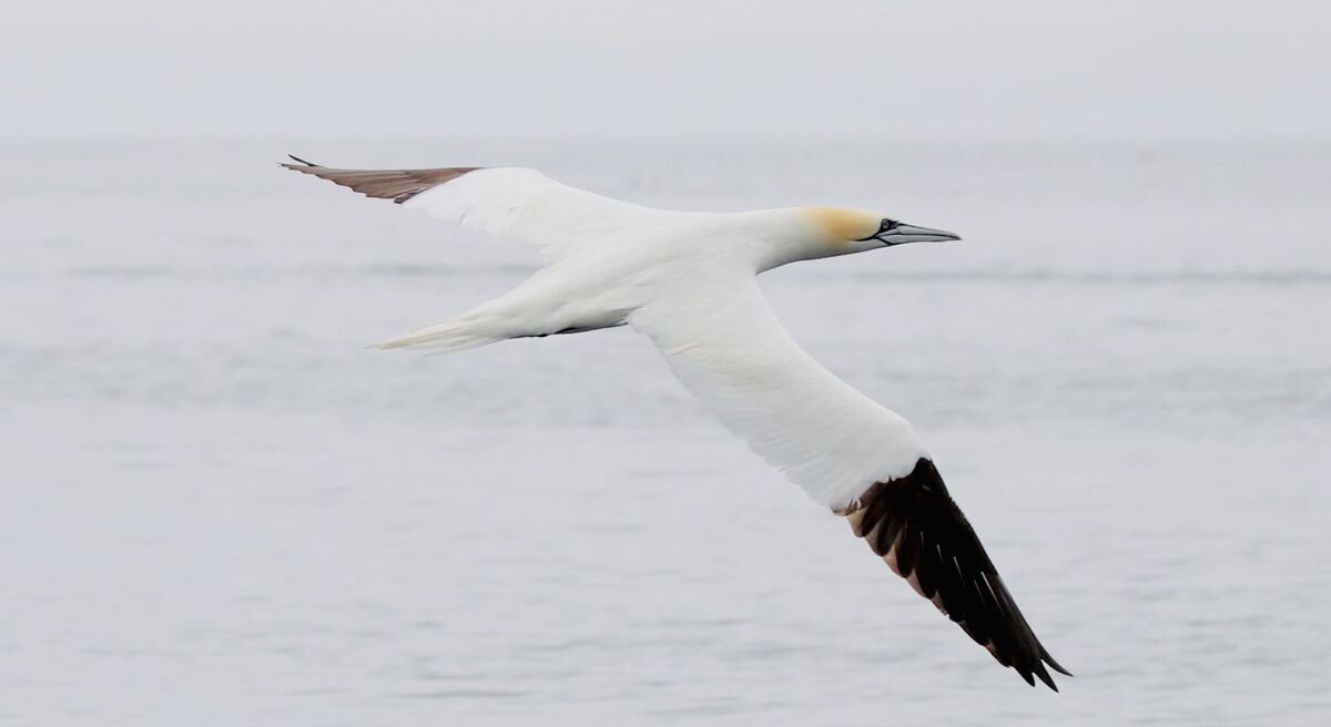 Gannet6