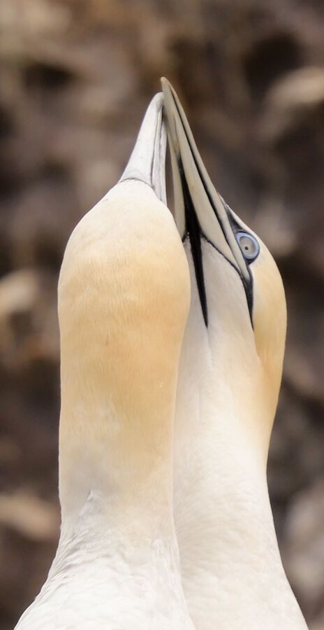 Gannet7