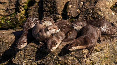 Otter Pack