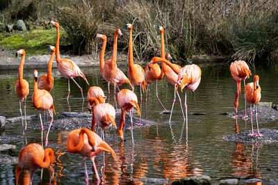 Flamingos