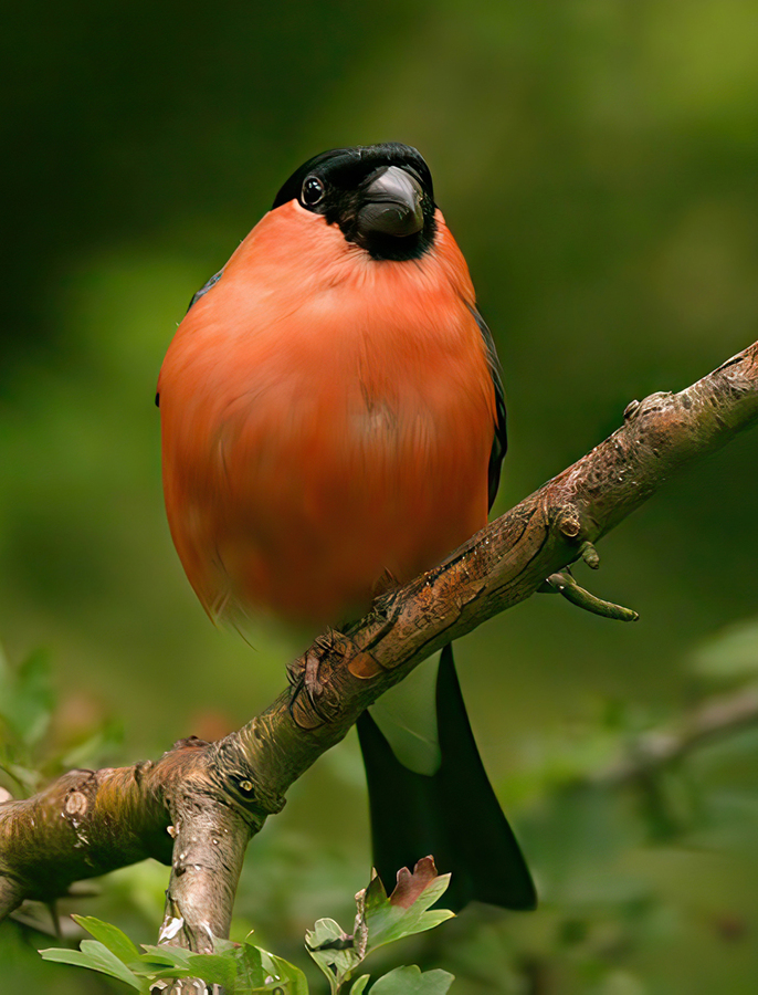 Bullfinch