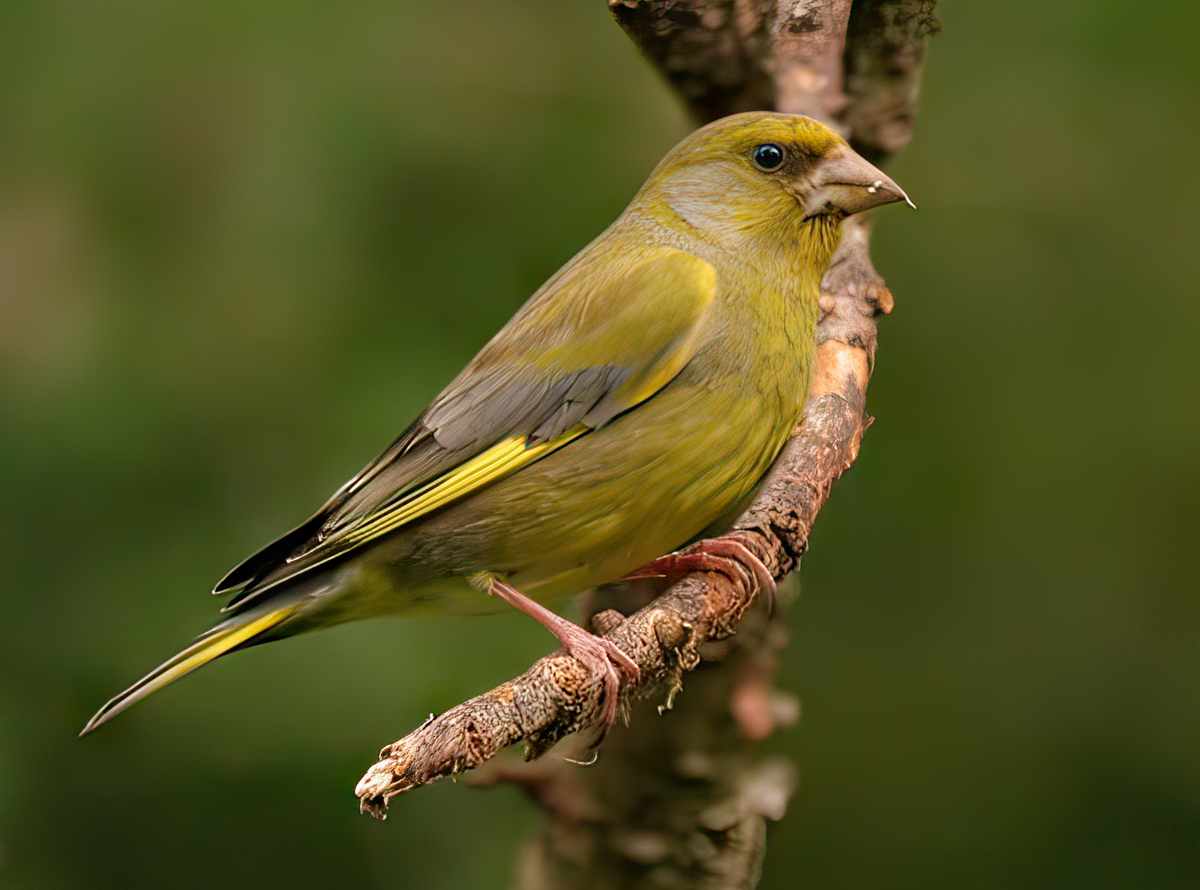 Greenfinch