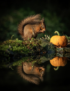 Red Squirrel reflection