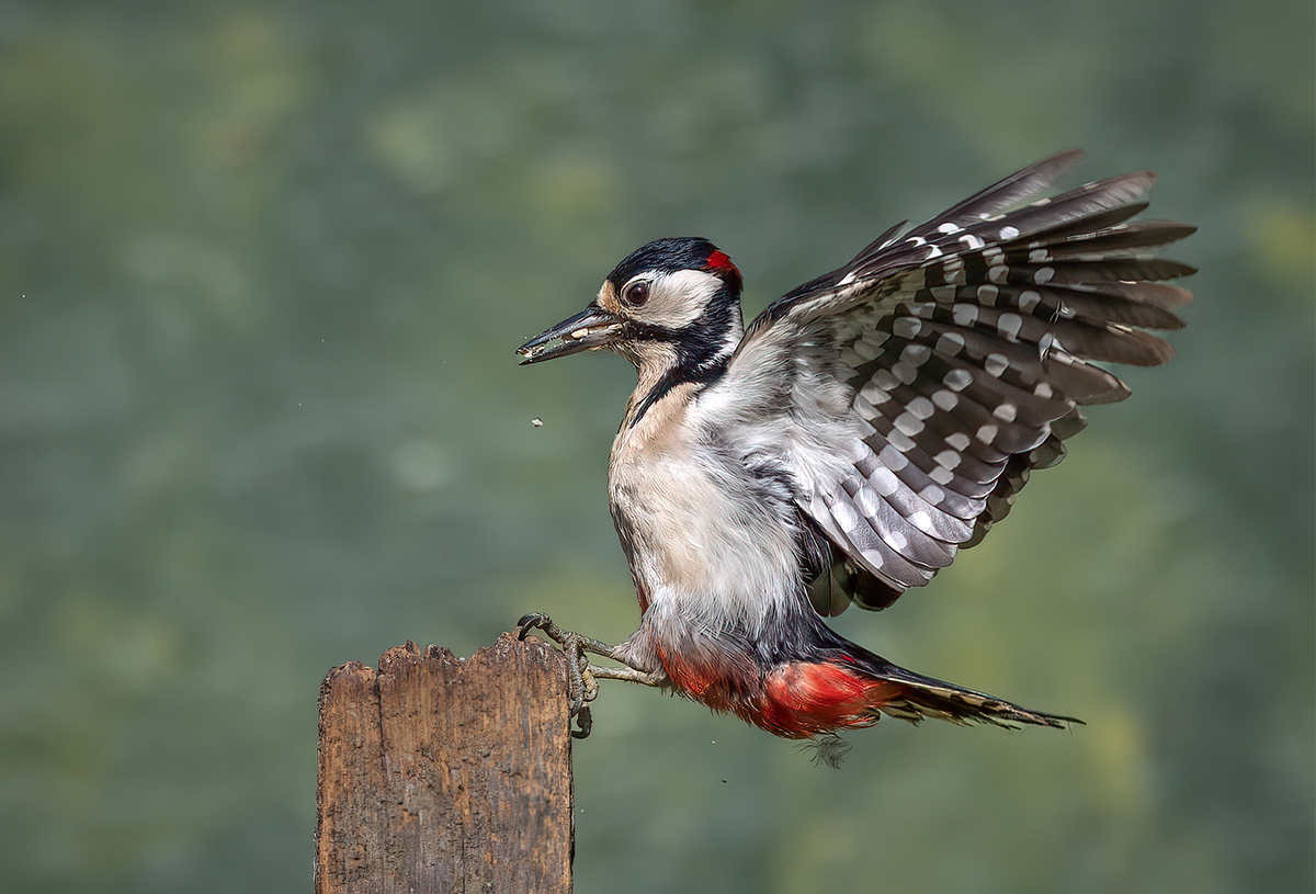 The Woodpecker has Landed  by Janet Taylor 