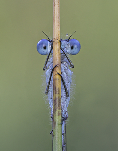 Common Blue Damsel Fly
