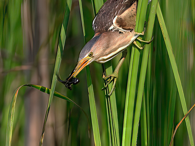 Little Bittern with Tadpole