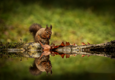 Red Squirrel Reflection