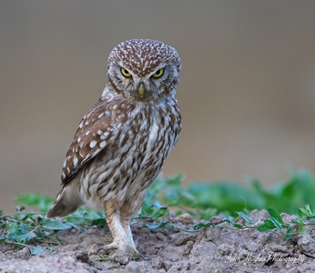 Little owl