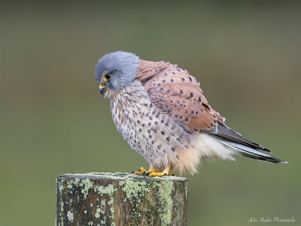 Kestrel