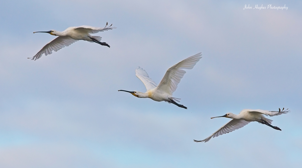 Spoonbills