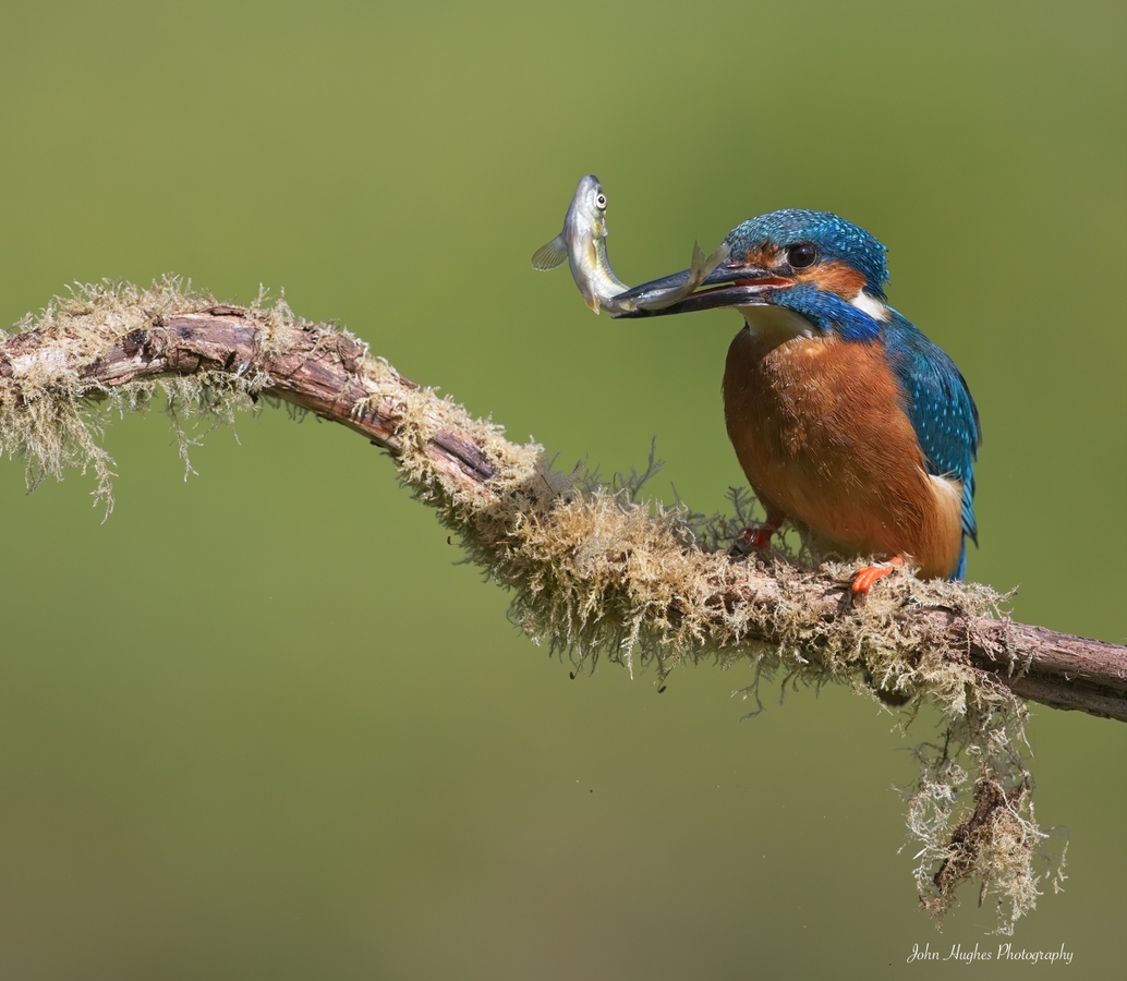 Kingfisher