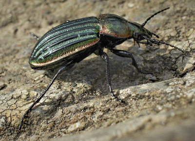 Heath Goldsmith Beetle