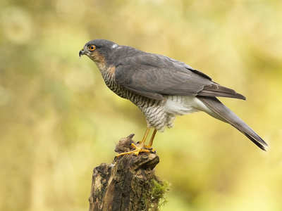  Sparrowhawk by John Hughes - 2nd place, Nature