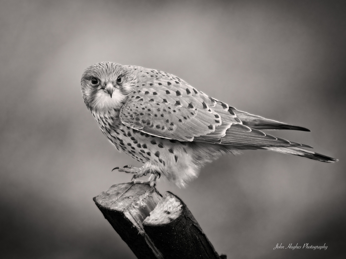 Kestrel