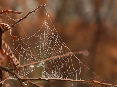 Autumn Web