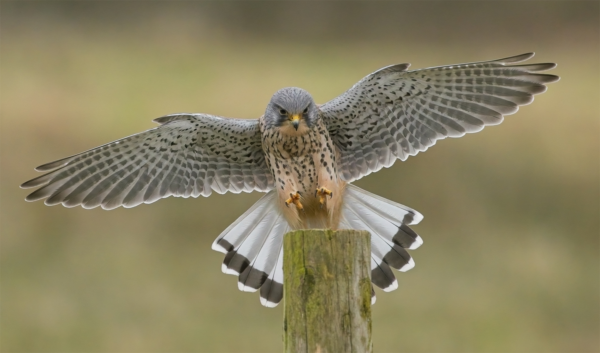 Kestrel by John Hughes - 1st place, Nature