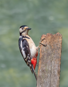 Woodpecker2 by Janet Taylor - 2nd place, Nature