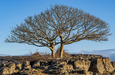 Newbiggin Trees by Steve Bird - 2nd place, Open