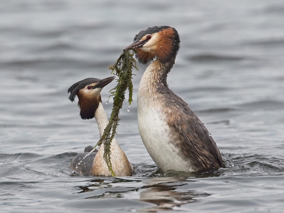 Great Crested Grebes by John Hughes