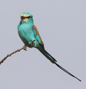 Abyssinian Roller - Peter Bagnall