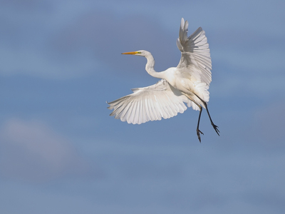 Great White Egret - John Hughes 