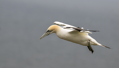 Bempton Cliffs