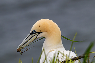 Bempton Cliffs